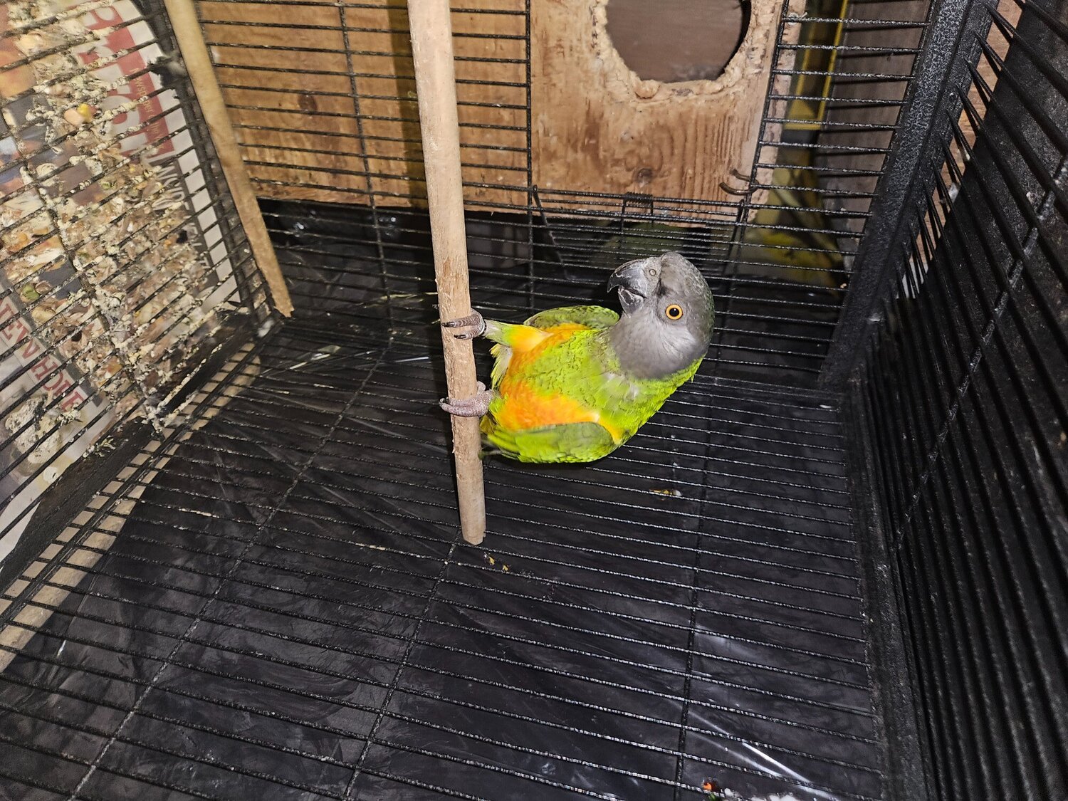 Other Parrots