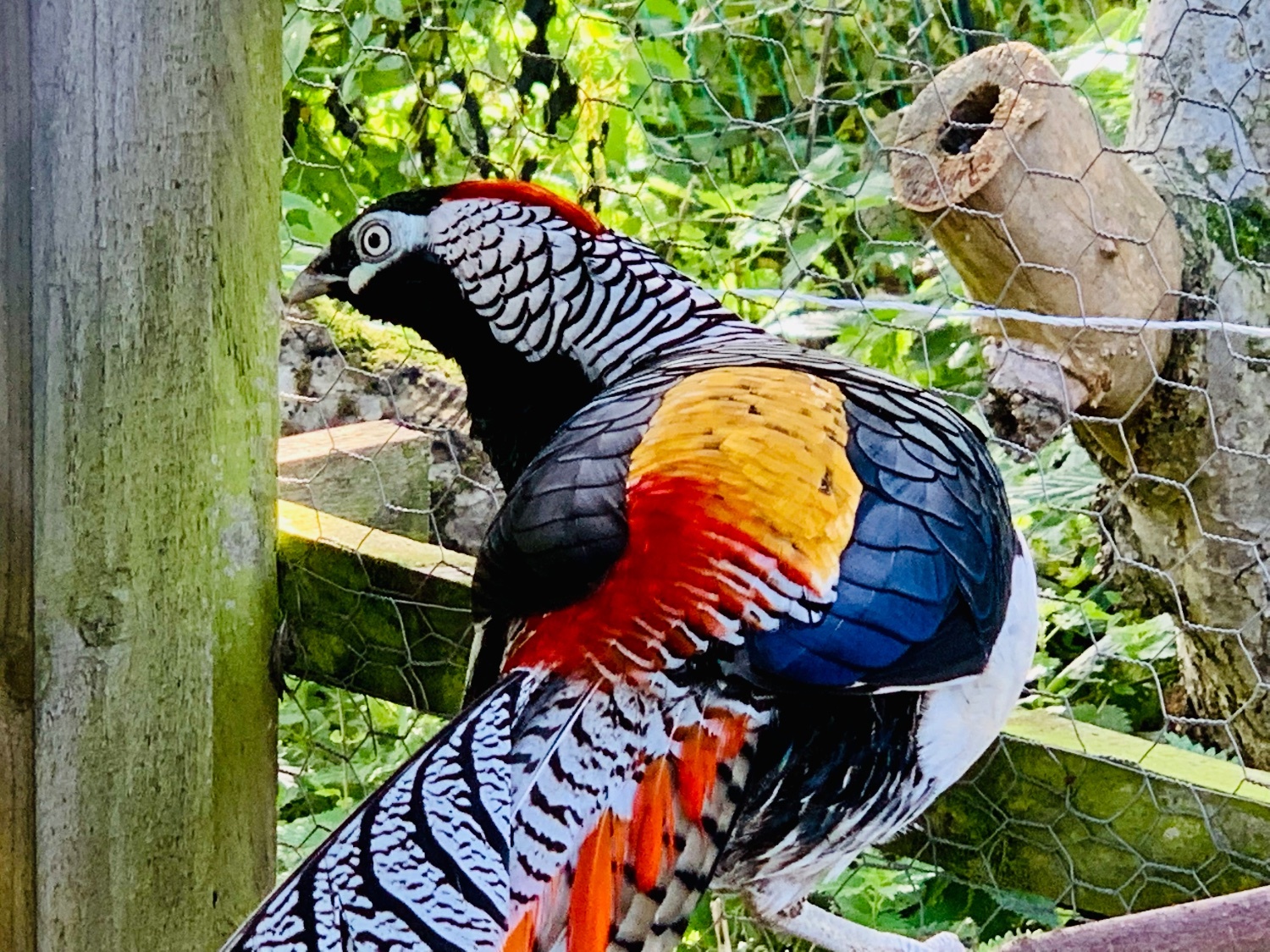 2 Lady Amherst & 2 Reeves Cock Pheasants for sale 2026 Bred in {LOCATION}