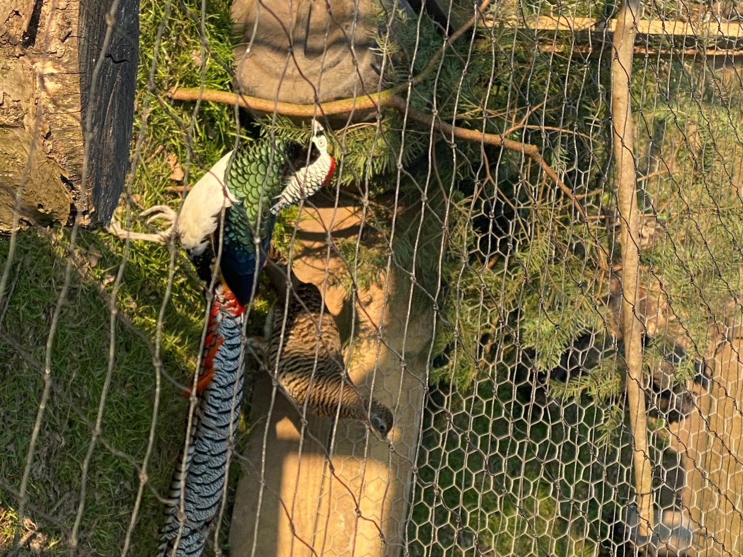 Pheasants