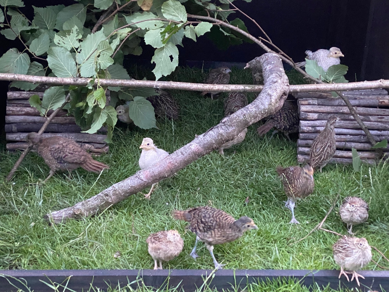 Pheasants - {TYPE}