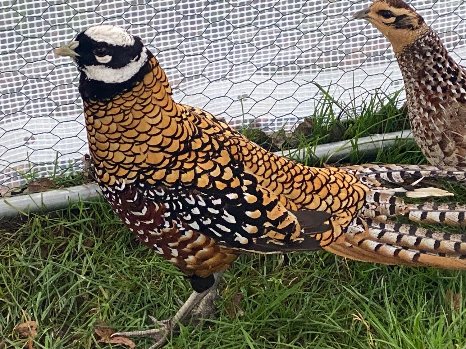 Pheasants - 2 Lady Amherst & 2 Reeves Cock Pheasants for sale 2026 Bred