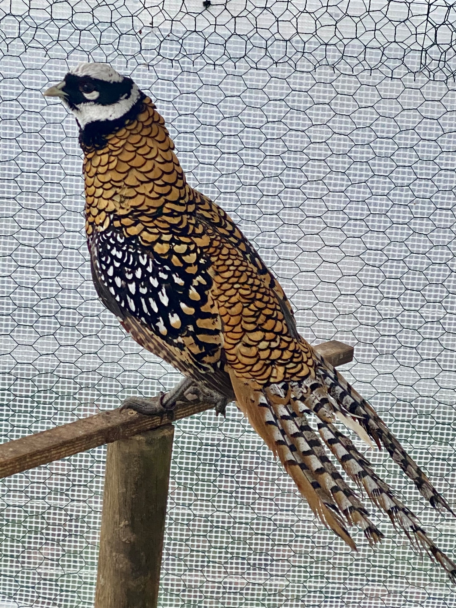 2 Lady Amherst & 2 Reeves Cock Pheasants for sale 2026 Bred - Pheasants