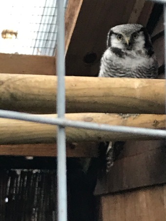 Female Northern hawk owl & European scops 