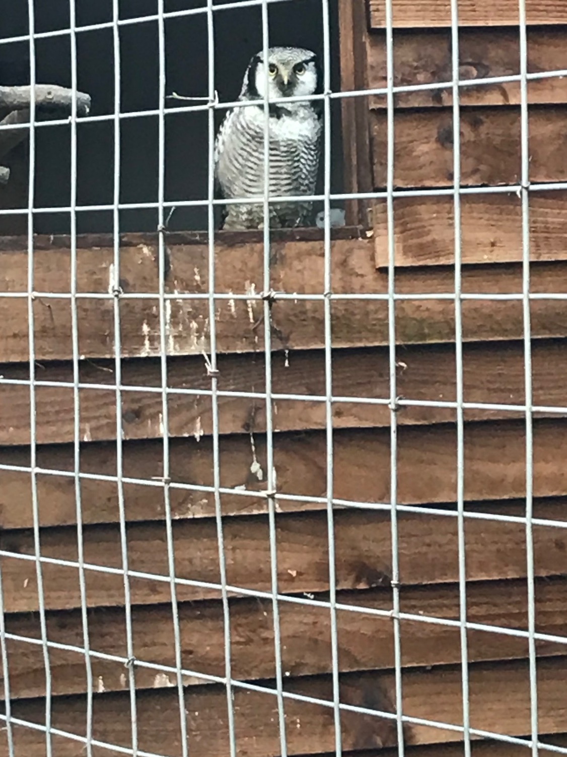 Owls