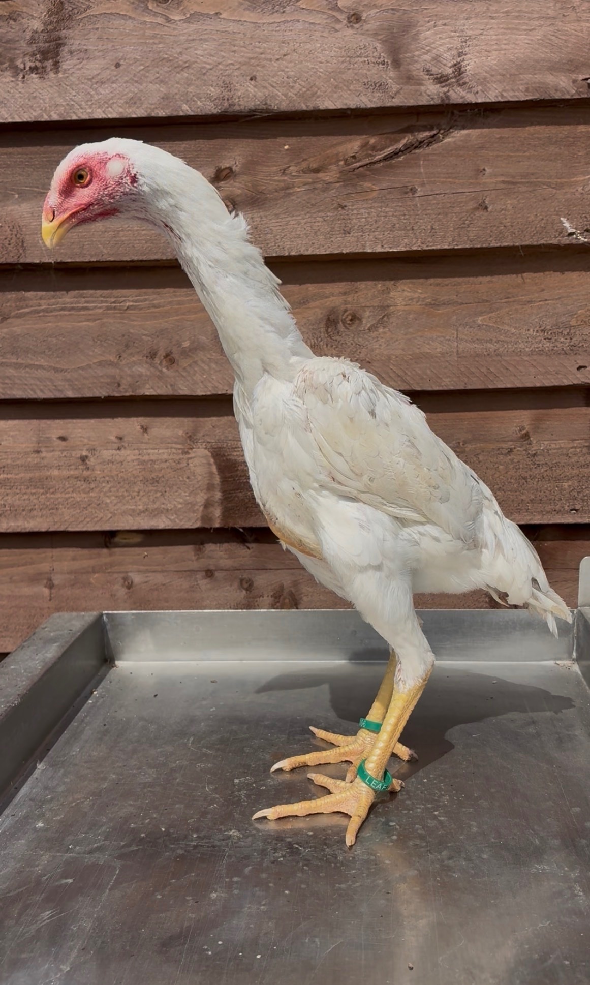 Chickens