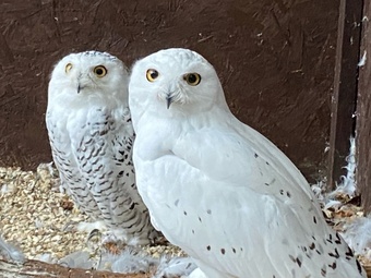 Snowy Owl Pair
