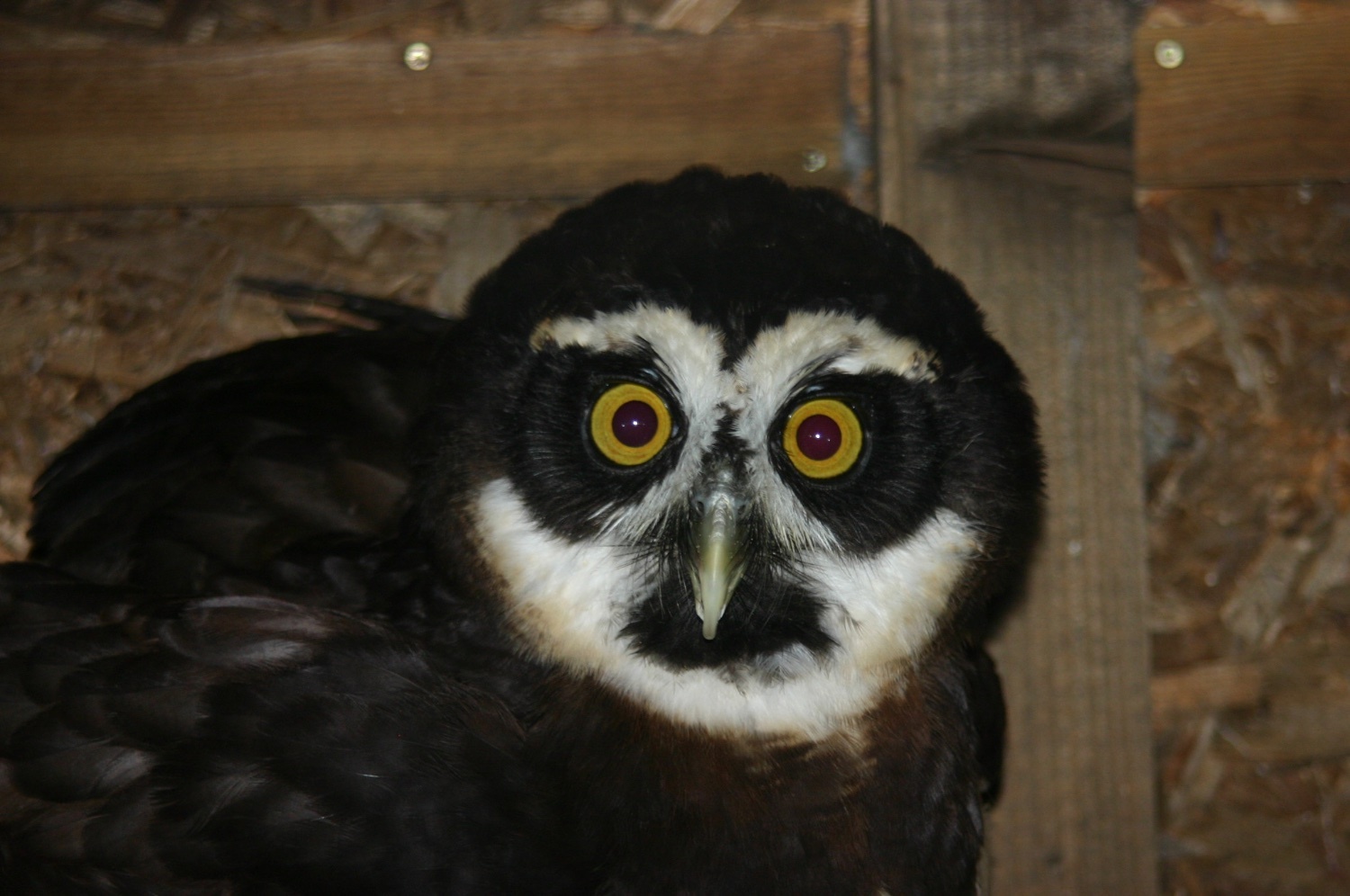 Spectacled Owl for sale in {LOCATION}