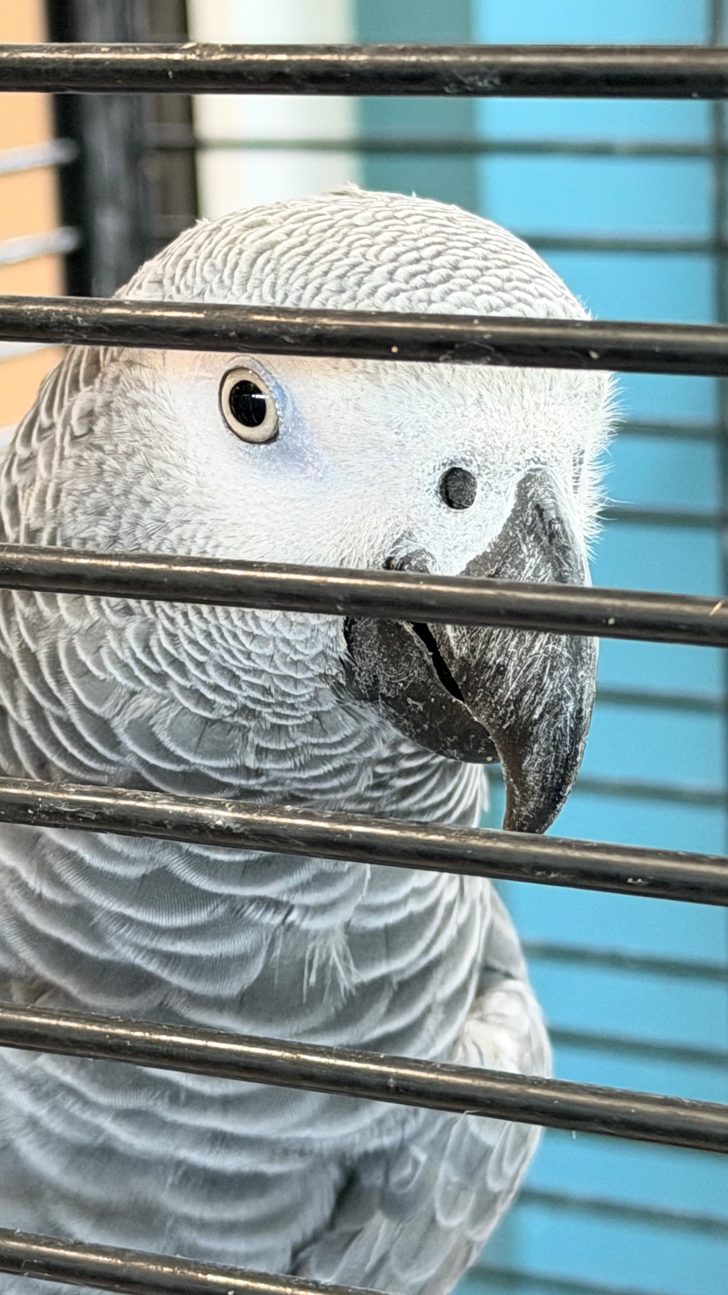 Fully tamed 1 year old male African grey  in {LOCATION}