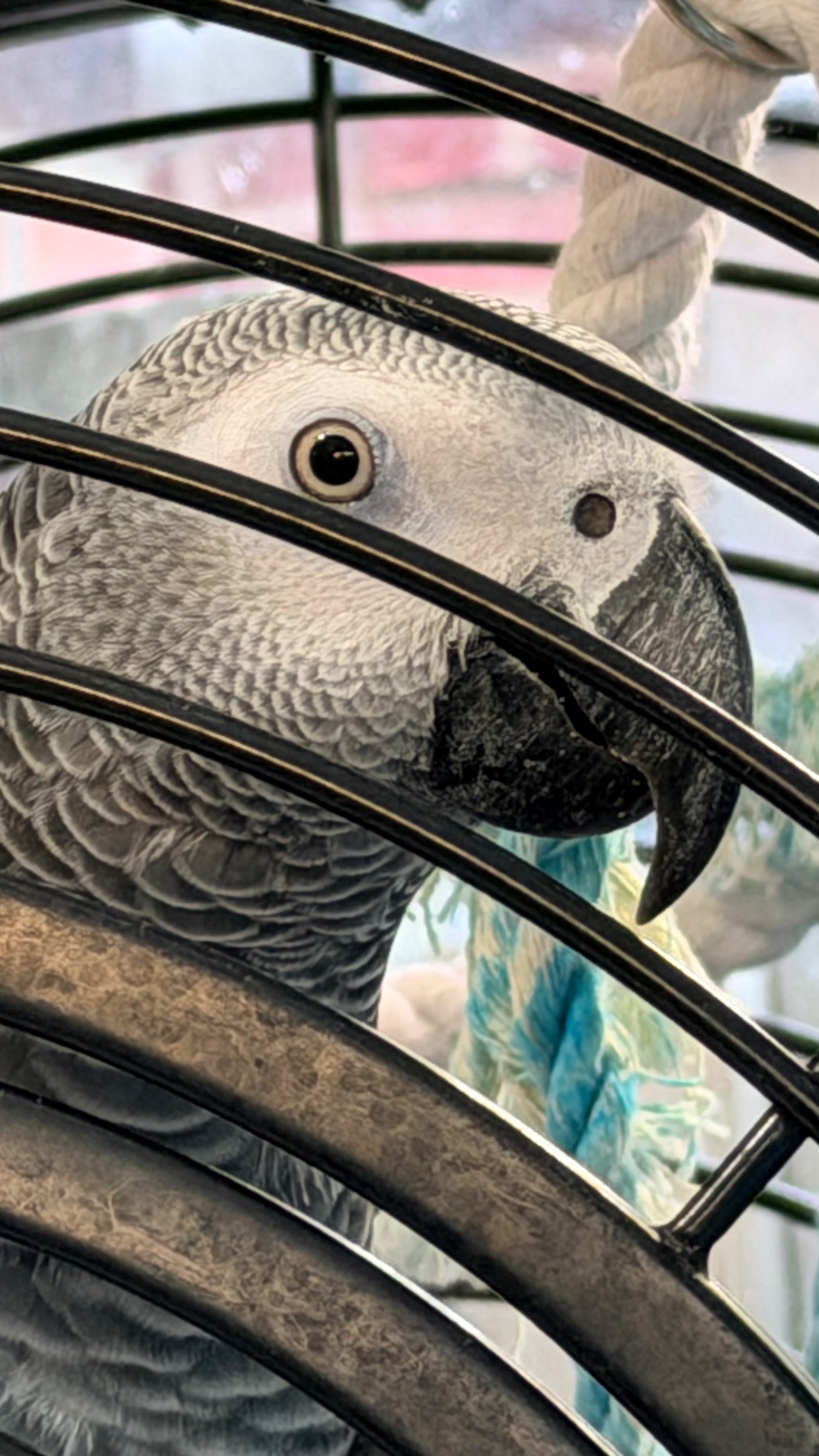 African Greys