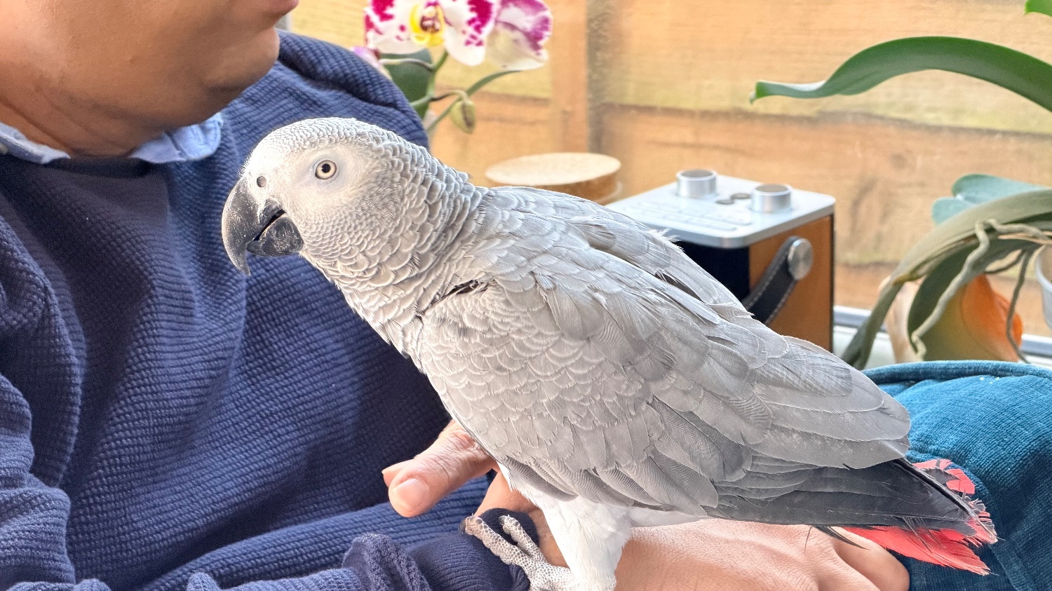 African Greys - {TYPE}