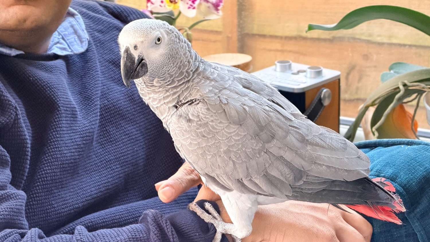African Greys - Fully tamed 1 year old male African grey 