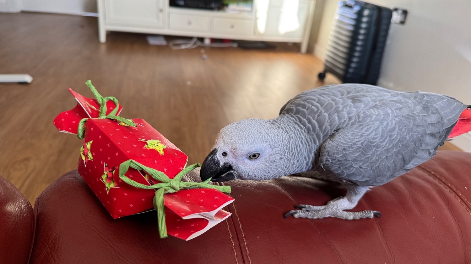 Fully tamed 1 year old male African grey  - African Greys