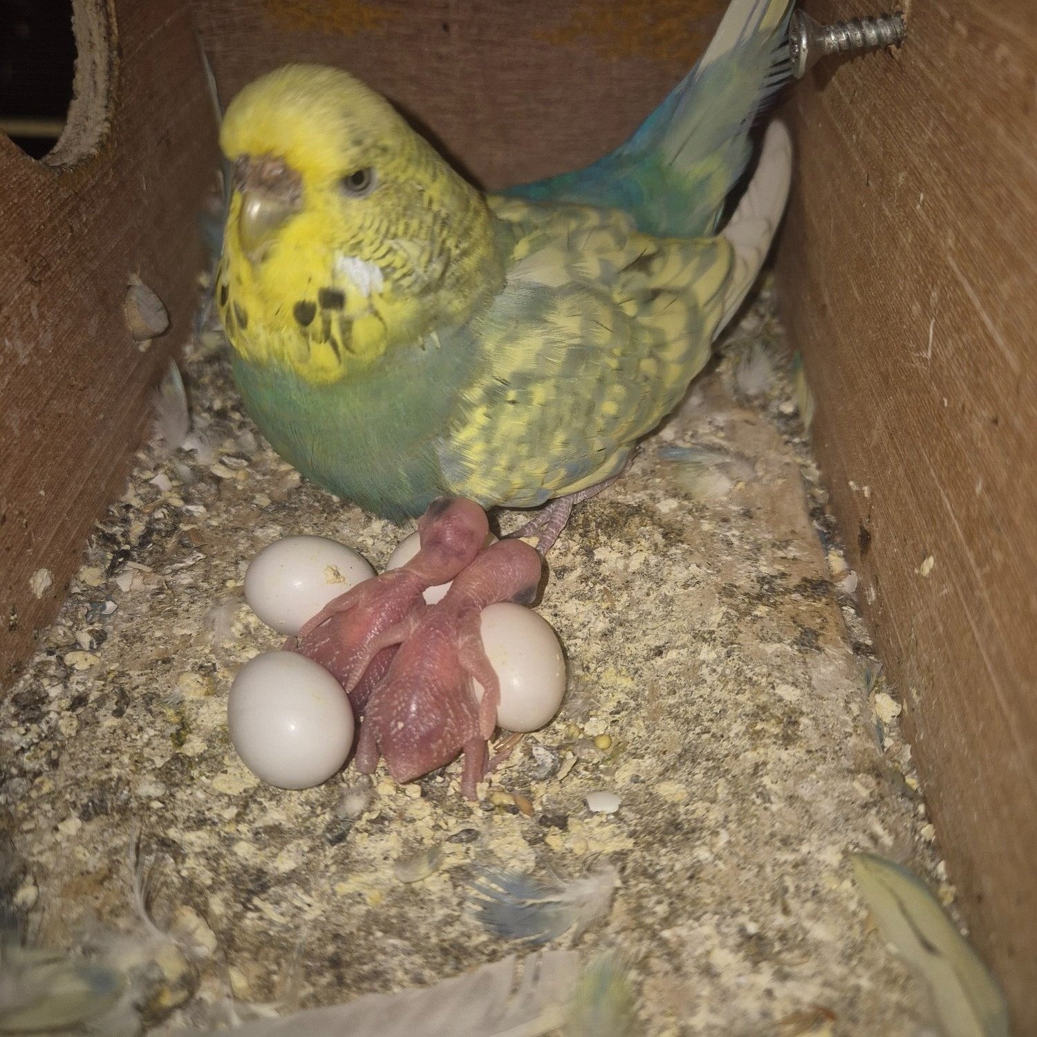Baby Budgies -male/female  - Budgerigars