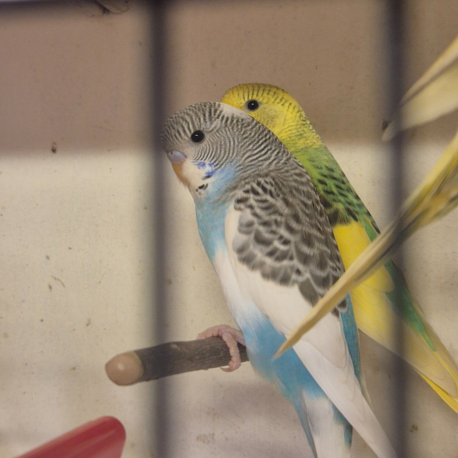 Budgerigars