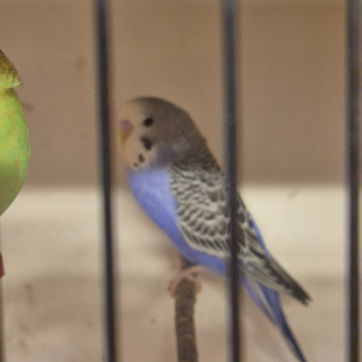 Budgerigars - {TYPE}