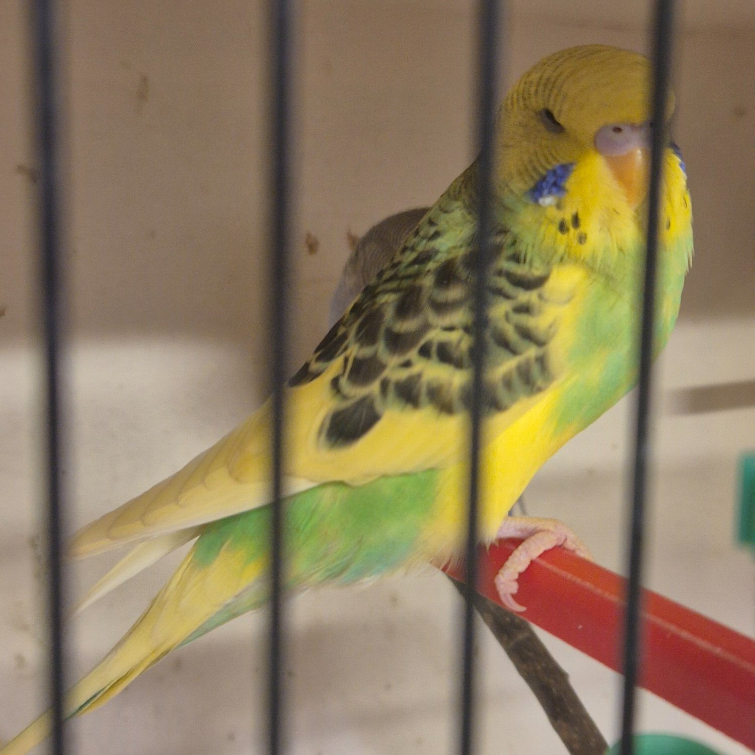 Budgerigars - Baby Budgies -male/female 