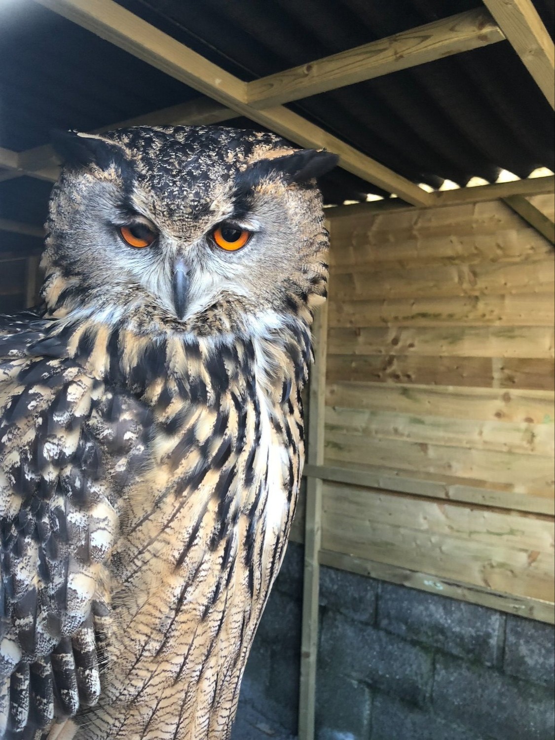 European Eagle Owl - female in {LOCATION}