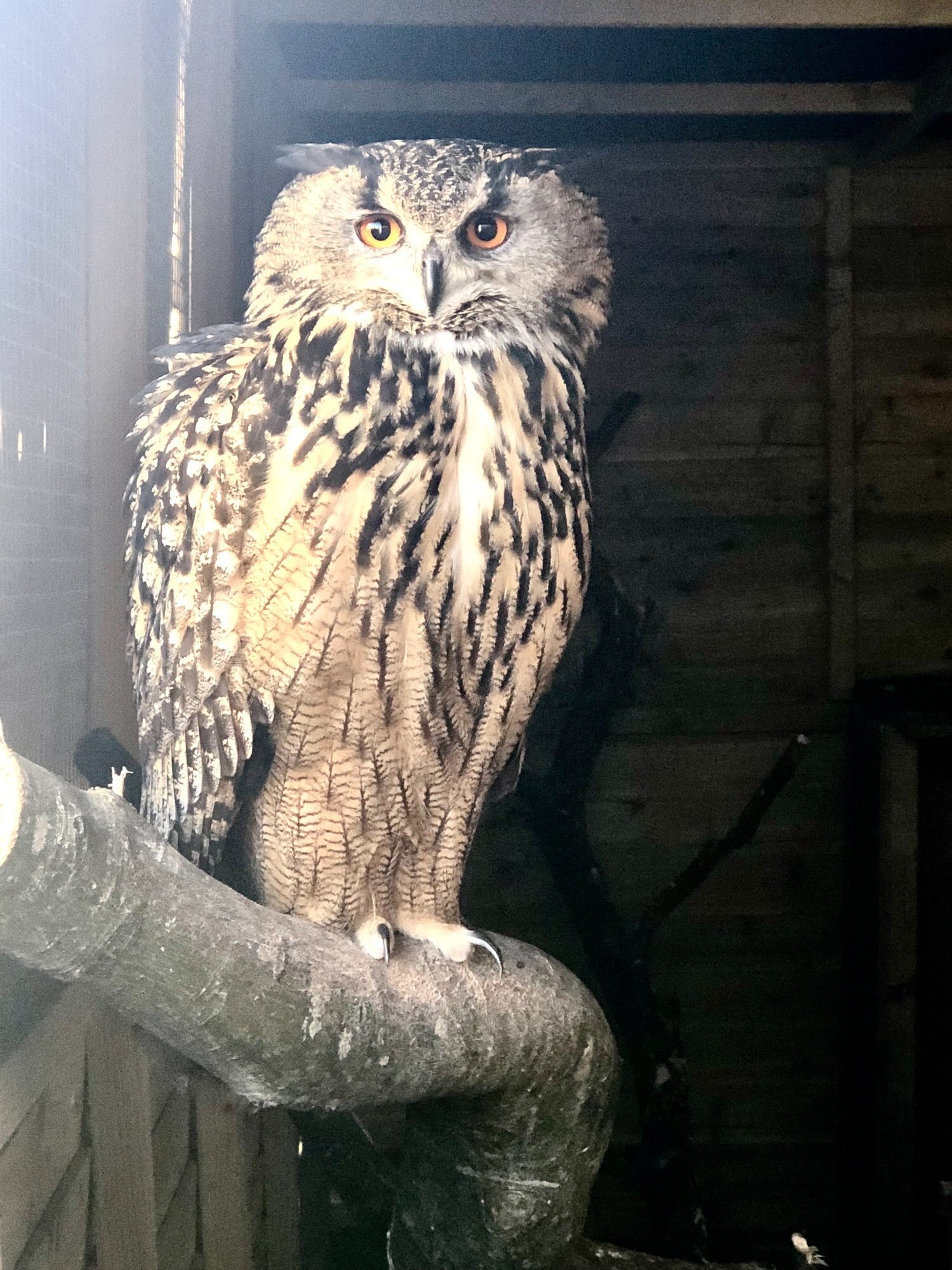 Owls - {TYPE}
