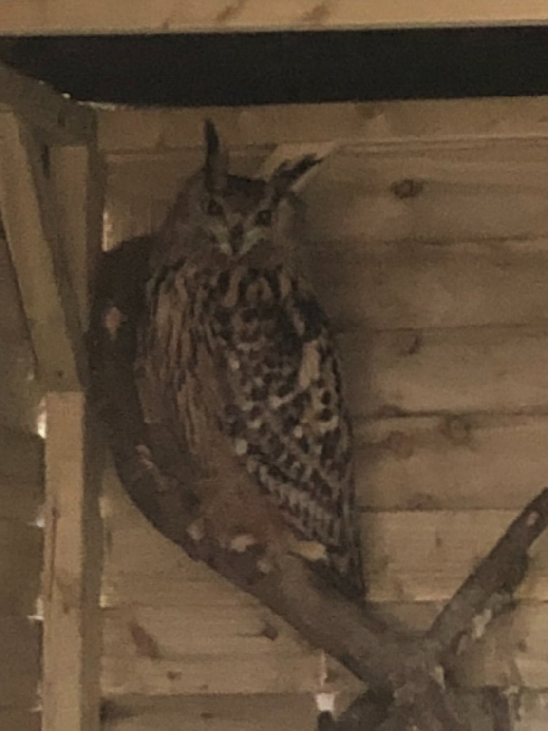 Owls - European Eagle Owl - female