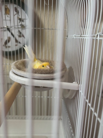 One male and one female canary 