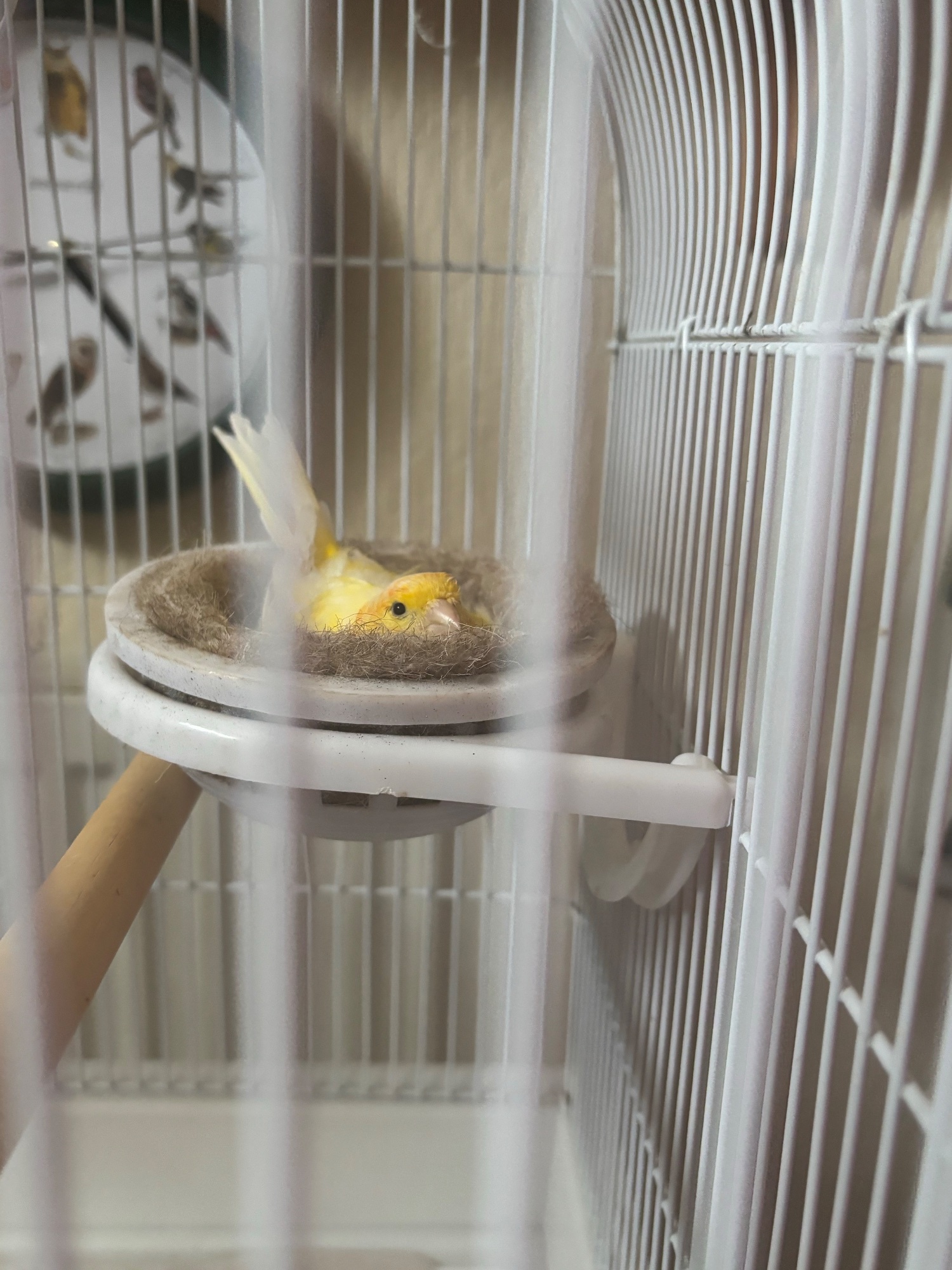 One male and one female canary  in {LOCATION}