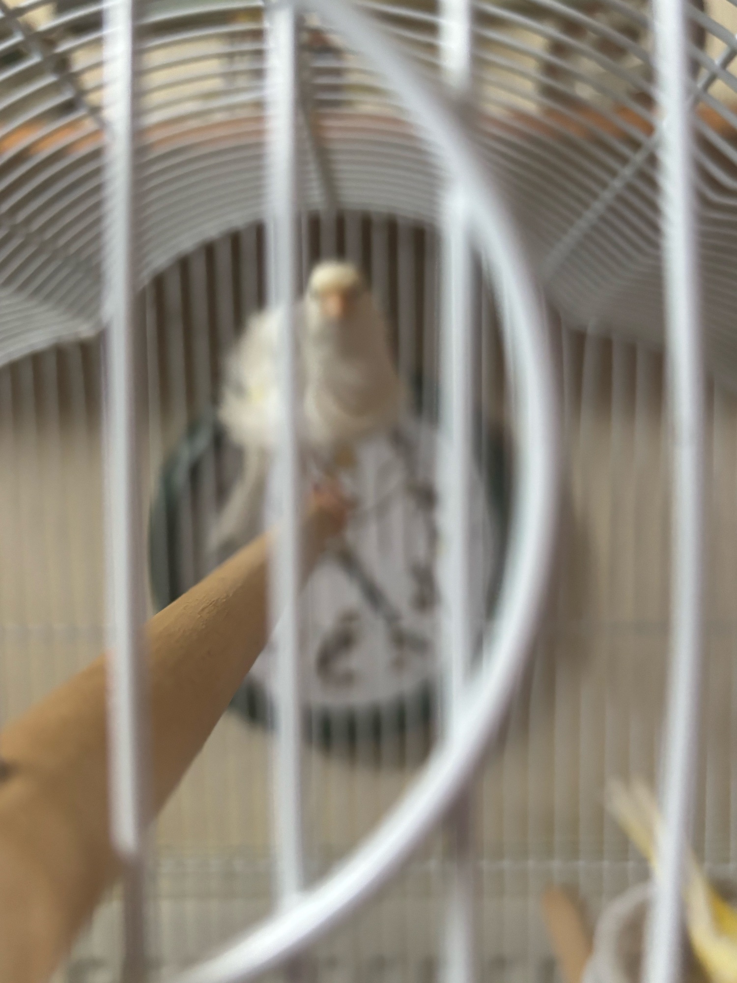 Canaries