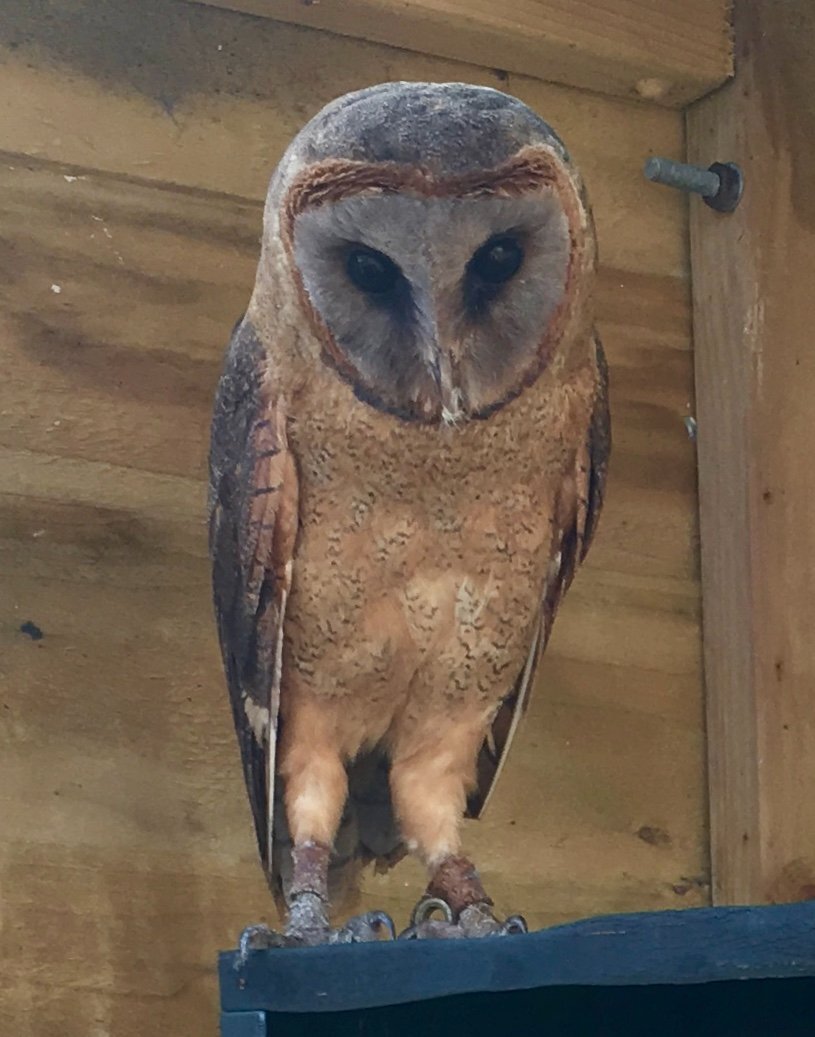 ASHY FACED BARN OWL (Tyto glaucops) in {LOCATION}