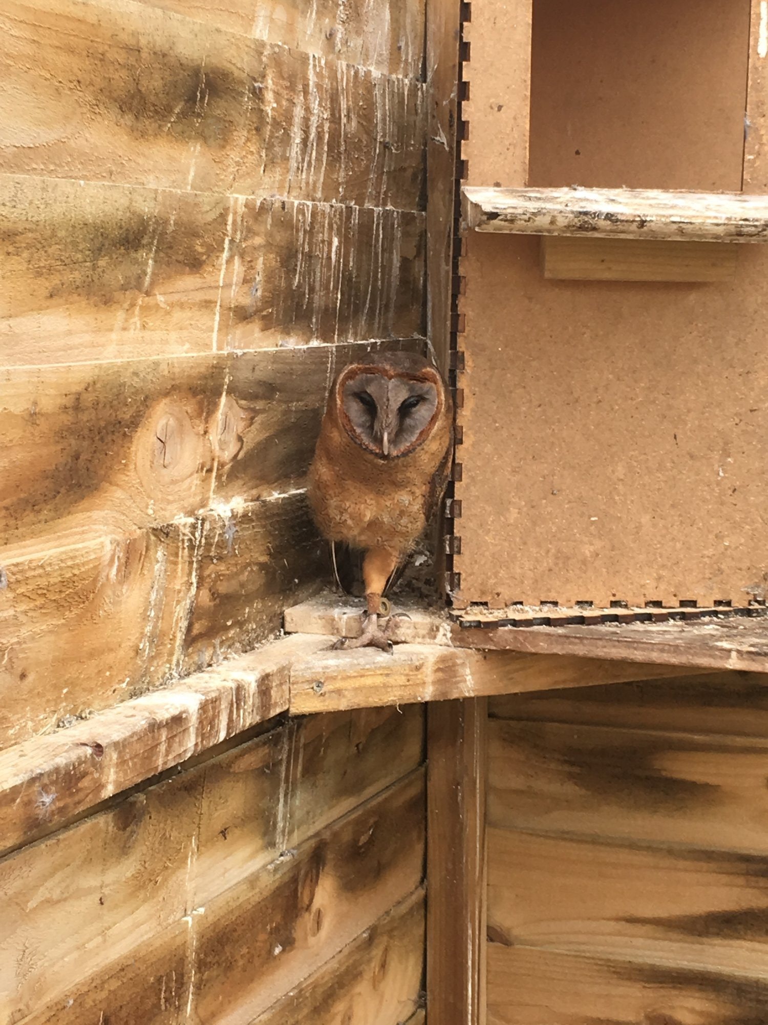 Owls