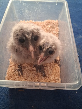Black Barn Owl Chicks