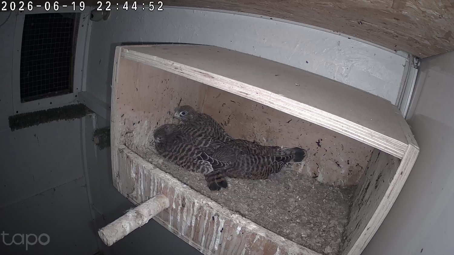 European kestrels  looking for new homes. 2026  fully parent reared.red feather. in {LOCATION}