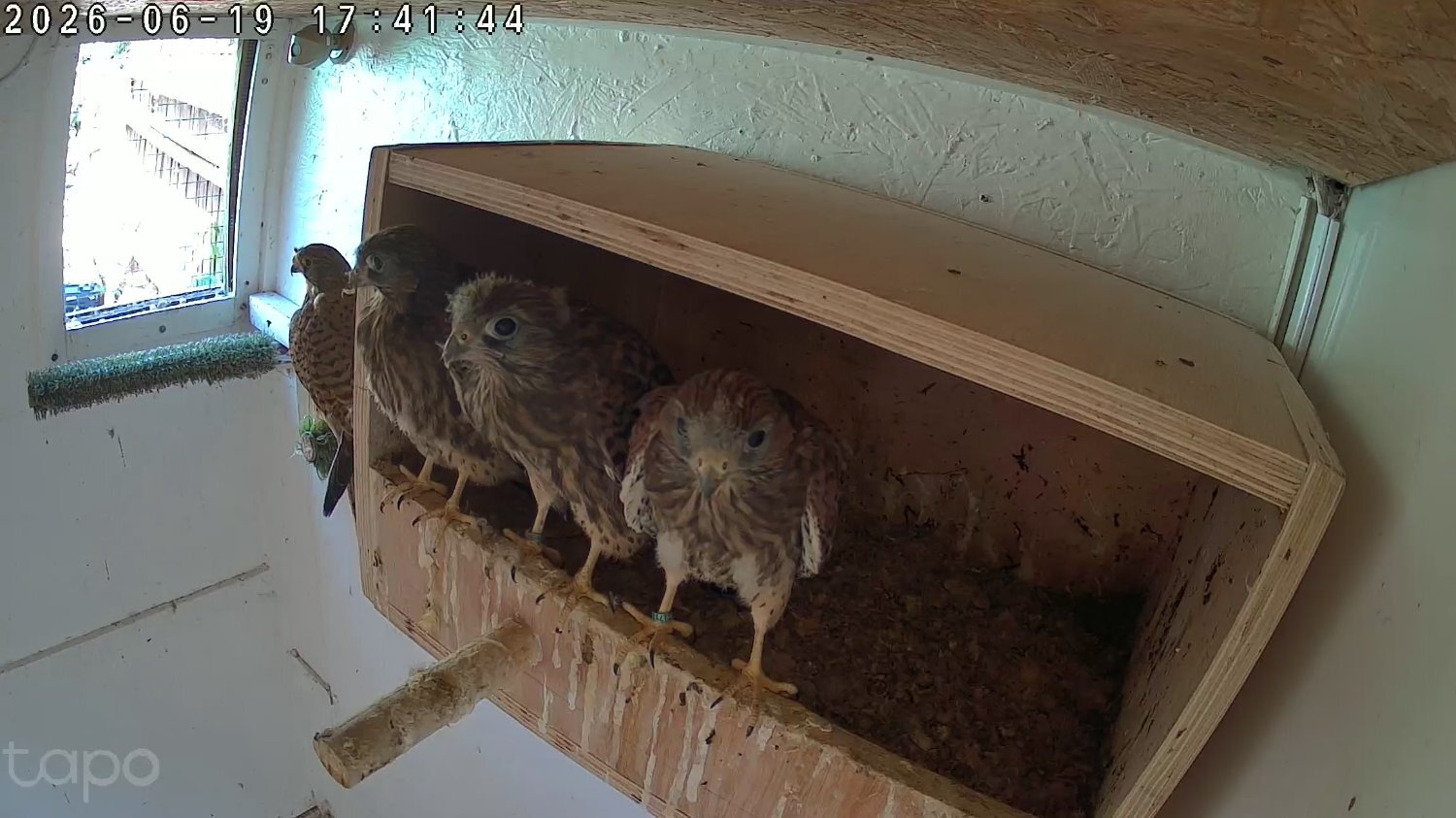 Falcons