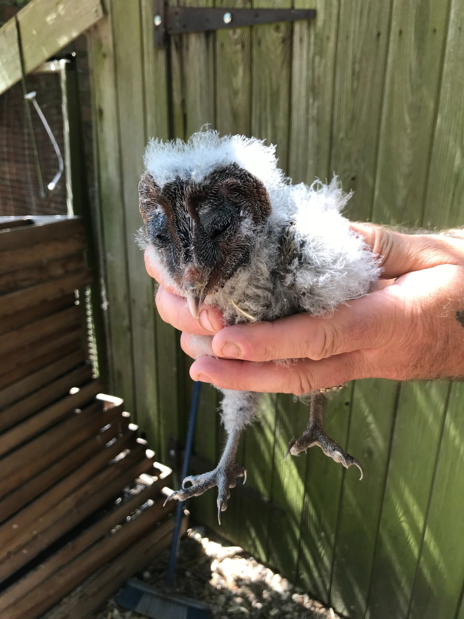 Black Barn Owls Hand Reared in {LOCATION}