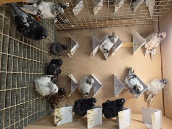 I have 13 Chinese owls that iam letting go due to space..iam in bishopstortford 