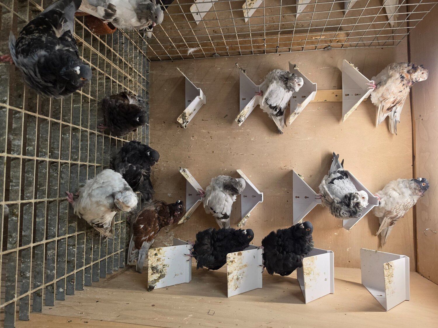 Pigeons