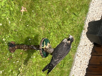 2026 male peregrine 
