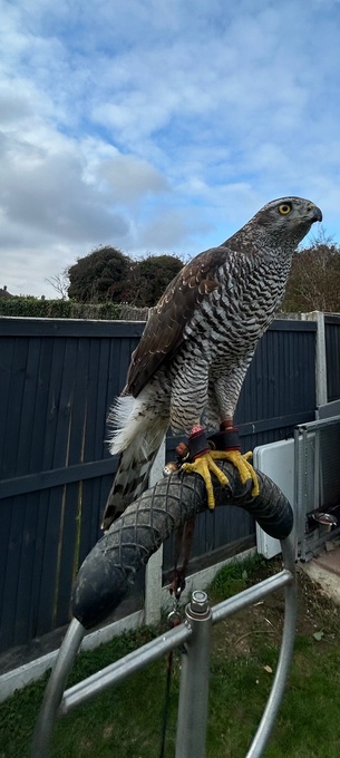 Goshawk for sale 2ys old female goshawk 2 1/2 yrs old well mannered silent hawk!