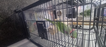 Alexandrite Male tame & talking parrot