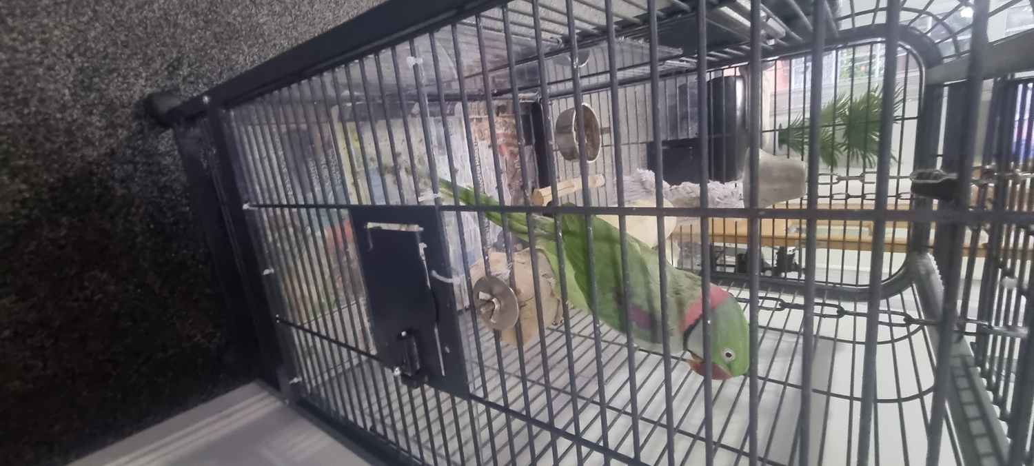 Alexandrite Male tame & talking parrot in {LOCATION}