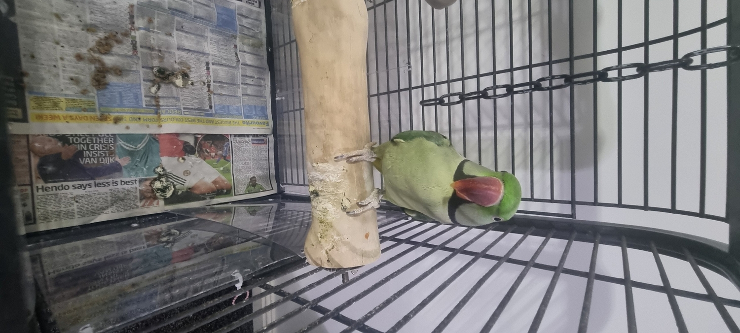 Parakeets