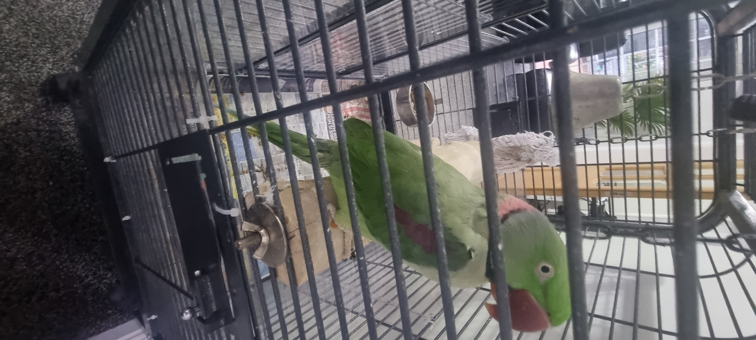 Parakeets - Alexandrite Male tame & talking parrot