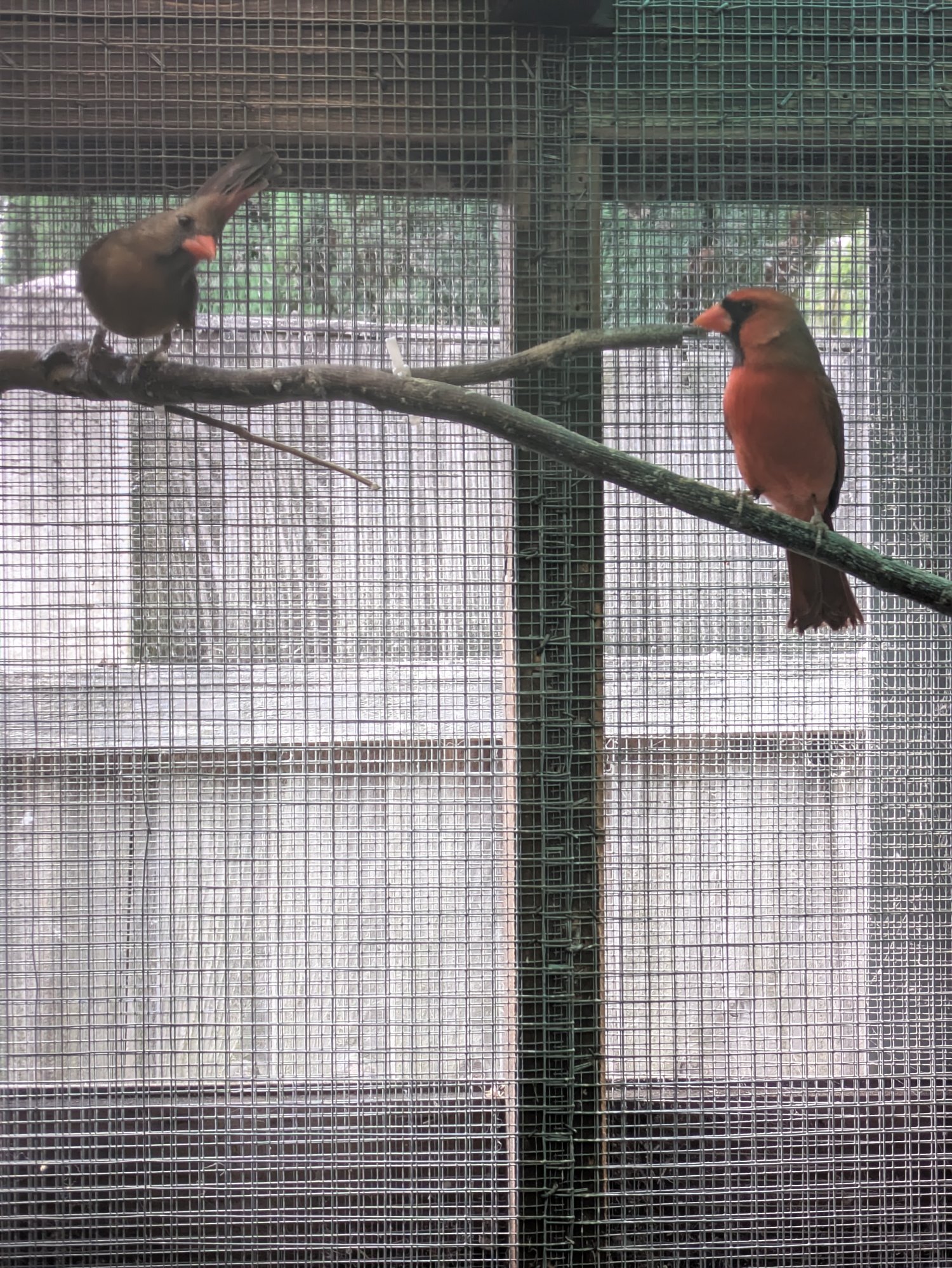 Breeding prs red cardinals in {LOCATION}