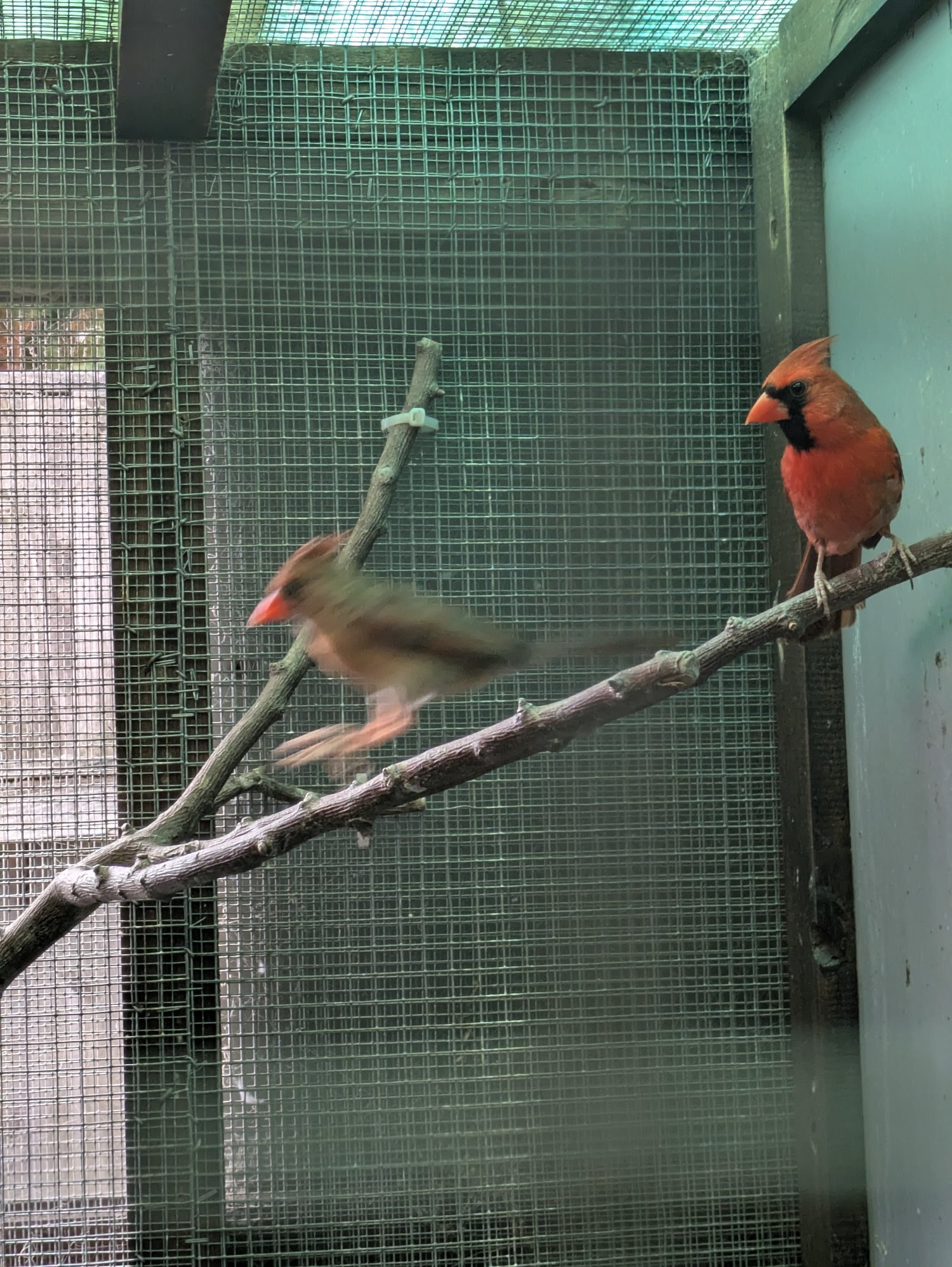 Finches