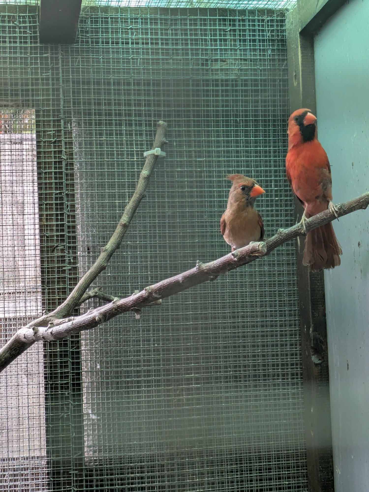 Finches - {TYPE}