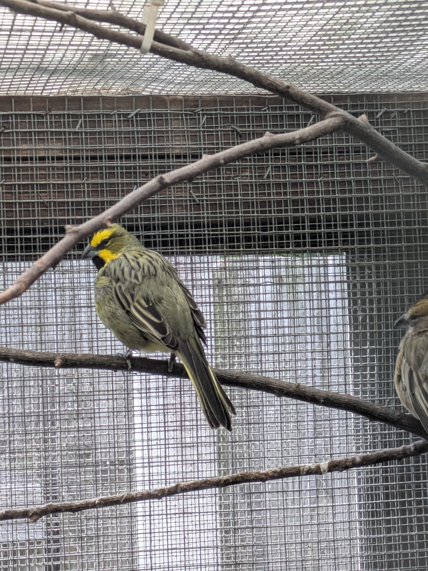 Green cardinal breeding pr in {LOCATION}