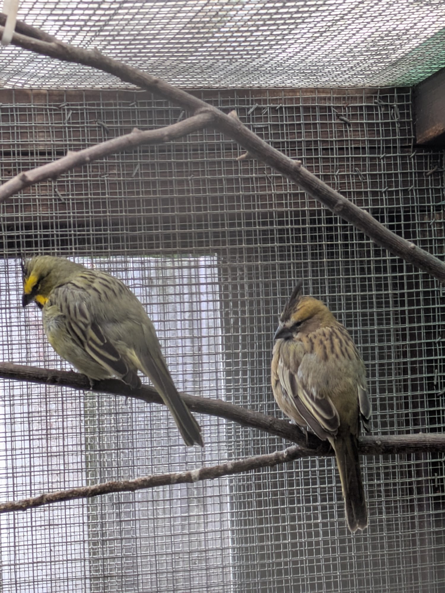Other Passerines