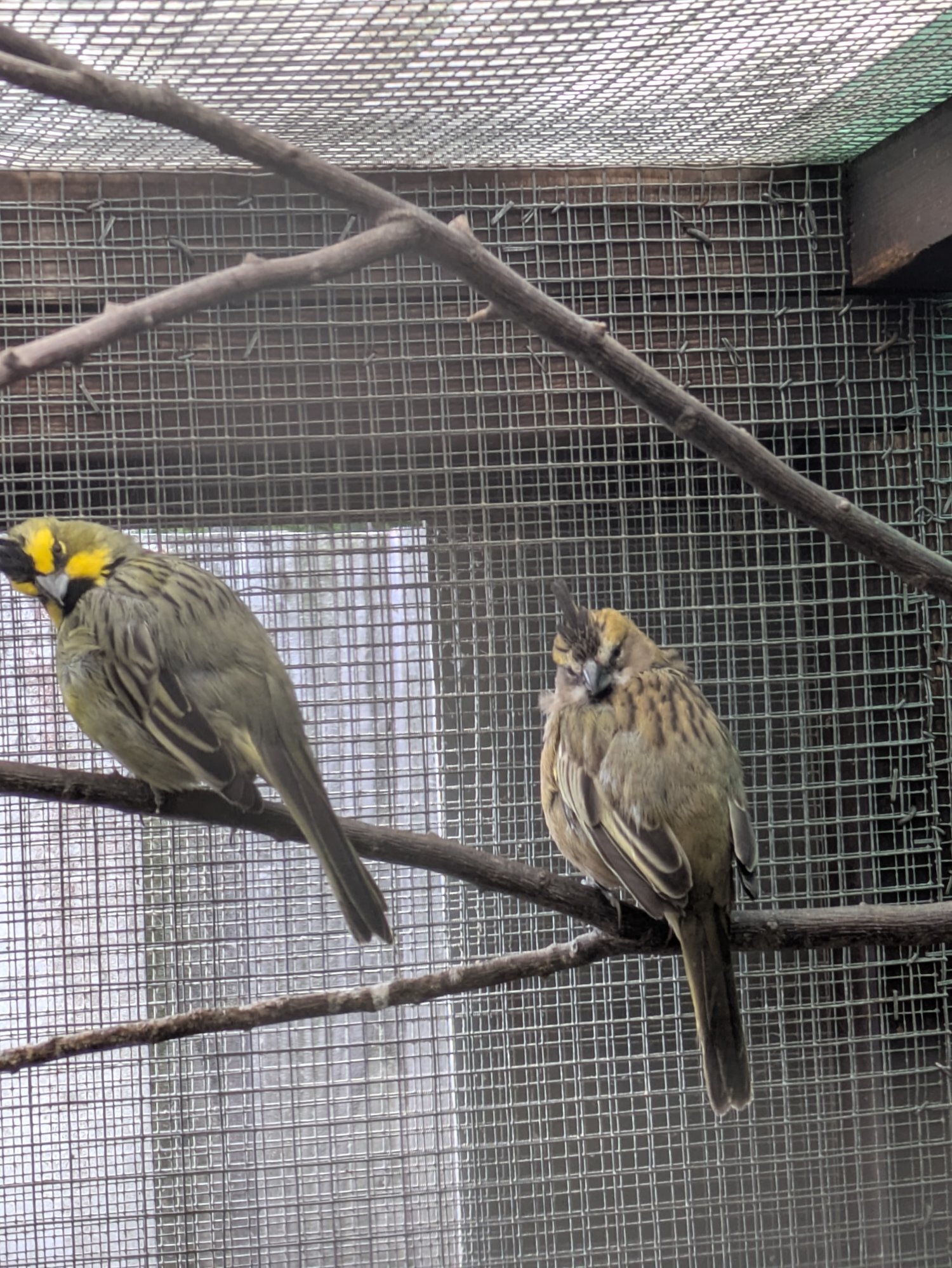 Other Passerines - {TYPE}