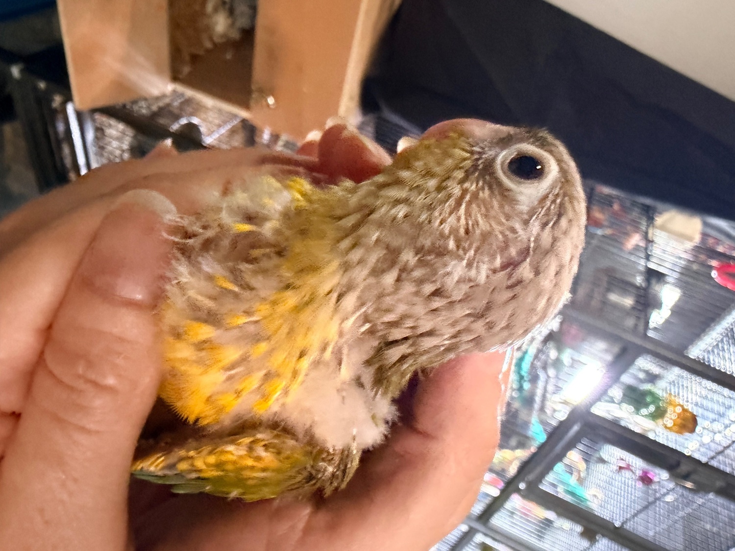 Beautiful Pineapple Green-Cheek Conure Babies – Ready by the End of October!  in {LOCATION}