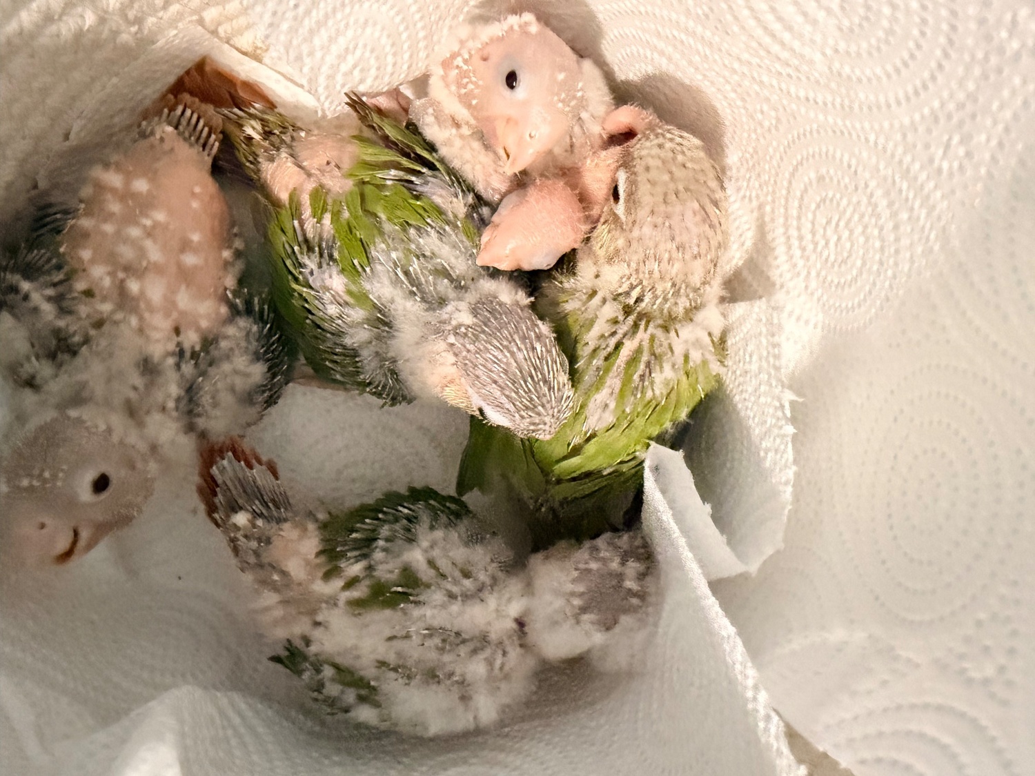 Conures