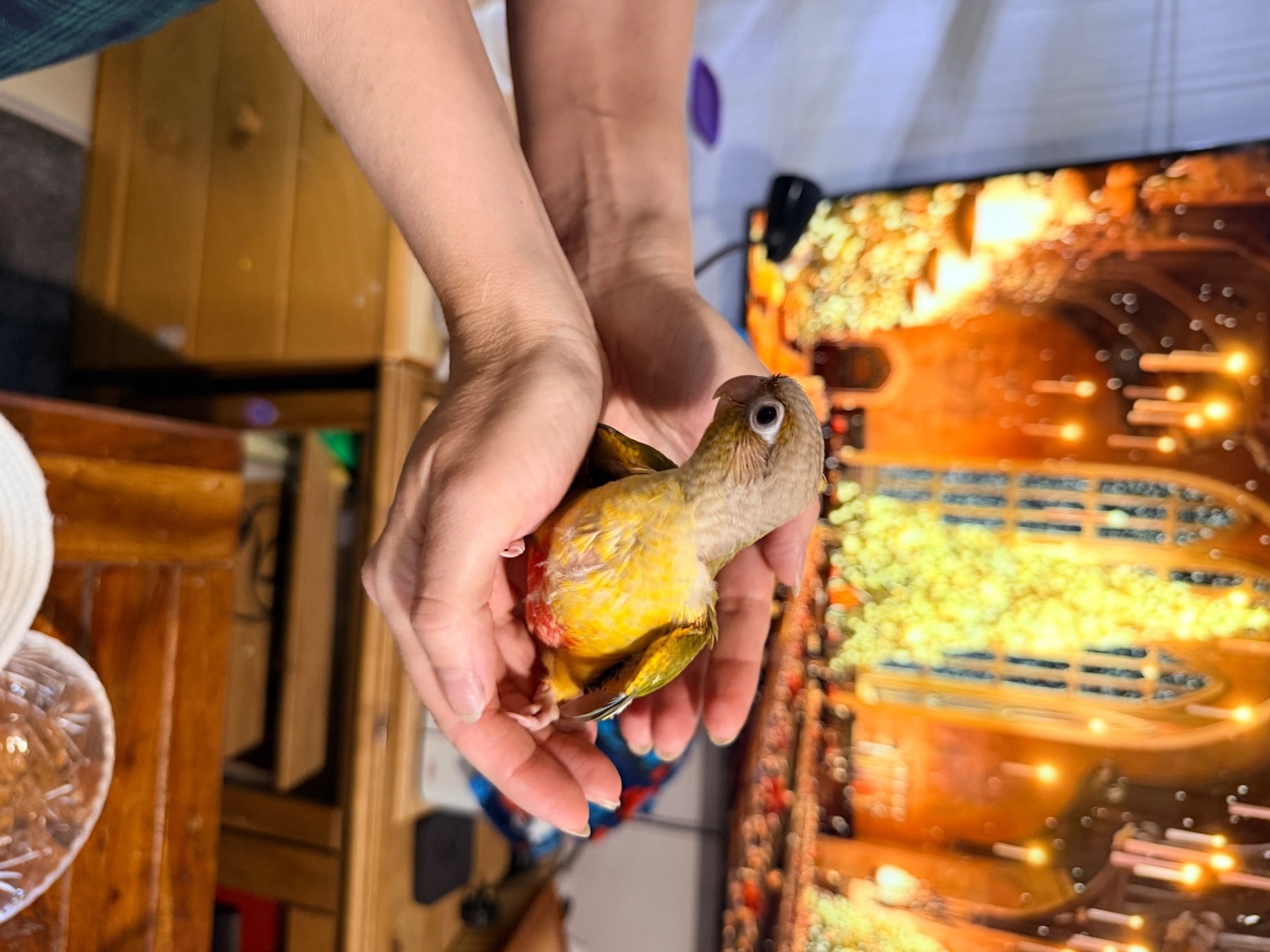 Conures
