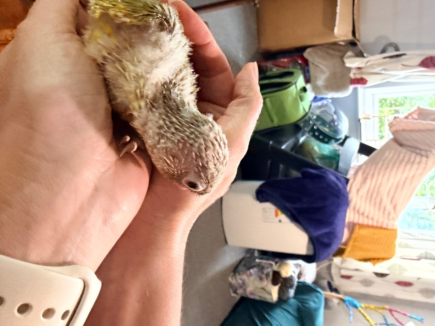 Conures - {TYPE}